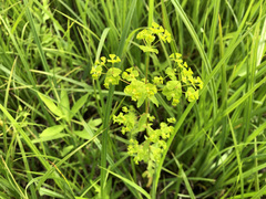 Euphorbia stricta