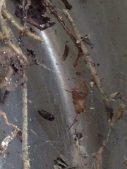 Steatoda