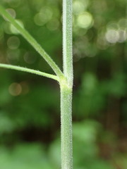 Bromus ramosus
