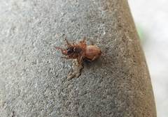 Arctosa tbilisiensis