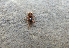 Arctosa tbilisiensis