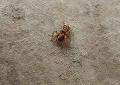 Arctosa tbilisiensis