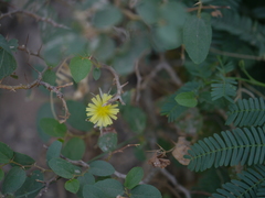 Launaea procumbens