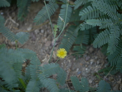 Launaea procumbens