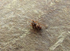 Arctosa tbilisiensis