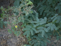 Launaea procumbens