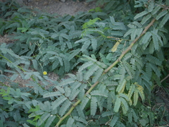 Launaea procumbens