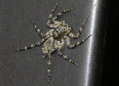 Phaeacius malayensis