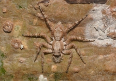 Phaeacius malayensis