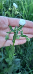 Erigeron annuus