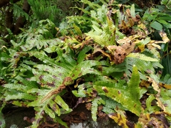 Polypodium macaronesicum azoricum