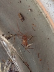 Steatoda