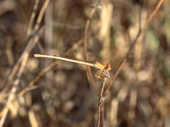 Platycnemis dealbata