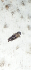 Cicadellidae