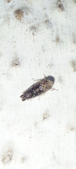 Cicadellidae