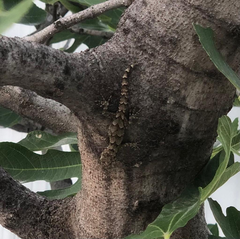 Mediodactylus danilewskii