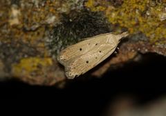 Nothris verbascella