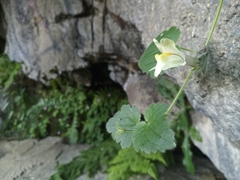 Asarina procumbens