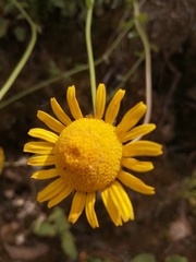 Lepidophorum repandum