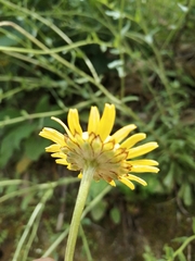 Lepidophorum repandum