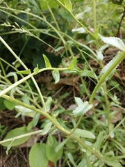 Lepidophorum repandum