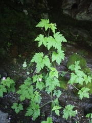 Asarina procumbens