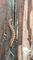 Harpogonopus confluentus