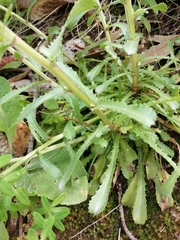 Lepidophorum repandum