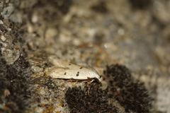 Stibaromacha ratella