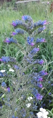 Echium vulgare