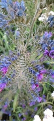 Echium vulgare
