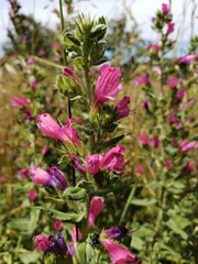 Echium rosulatum