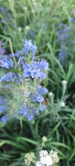 Echium vulgare