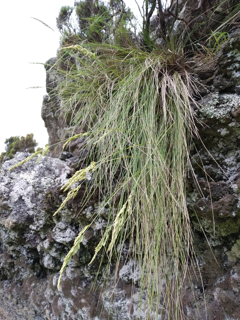 Franco's fescue