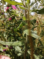 Echium rosulatum