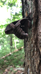 Callosamia angulifera