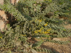 Senna alexandrina