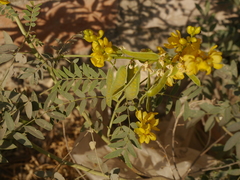 Senna alexandrina