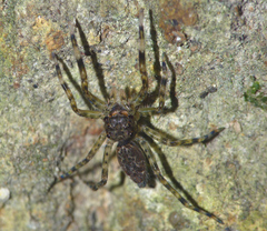 Spartaeus