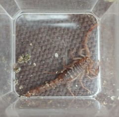 Serradigitus gertschi