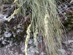 Festuca francoi