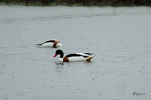 Common Shelduck