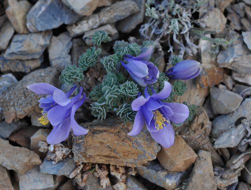 Columbine plant photo (Aquilegia spp.)