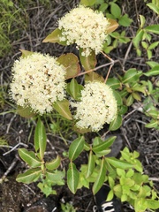 Viburnum cassinoides image