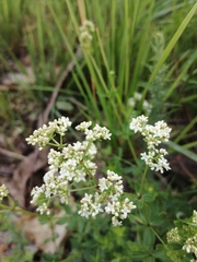 Galium broterianum