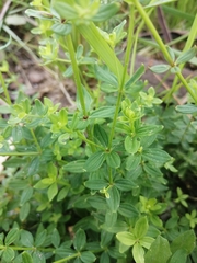 Galium broterianum