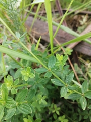 Galium broterianum