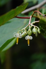 Alangium kurzii
