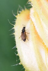 Divales bipustulatus