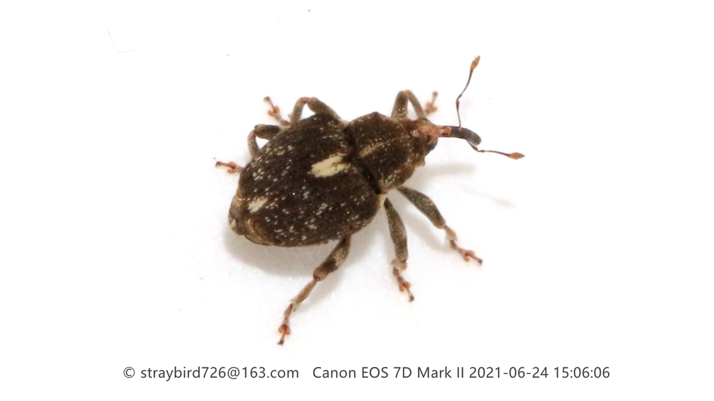 Cardipennis shaowuensis